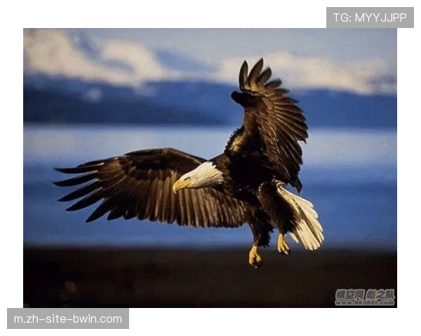 老鹰自库明加加盟后完成蜕变 攻防效率与战绩均显著提升